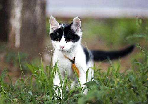 猫咪的生存能力究竟有多强