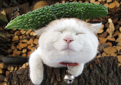 猫咪真的怕黄瓜吗？