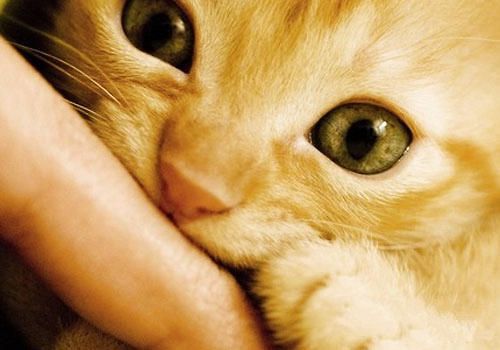 被家养猫咬了需要打疫苗吗？