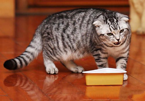 猫咪刨猫饭盆的猫粮是怎么回事