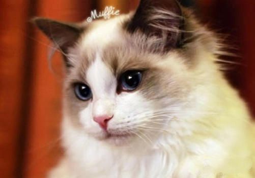 布偶猫能活多久