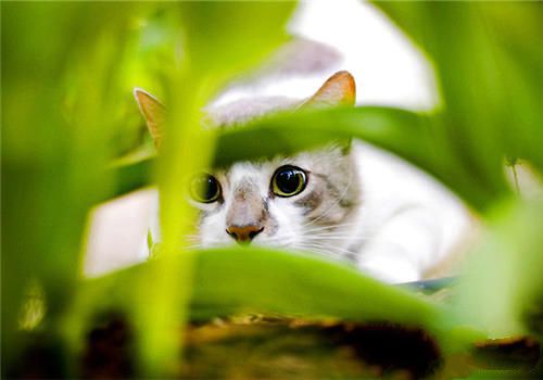 养猫的家庭不能种植什么植物？