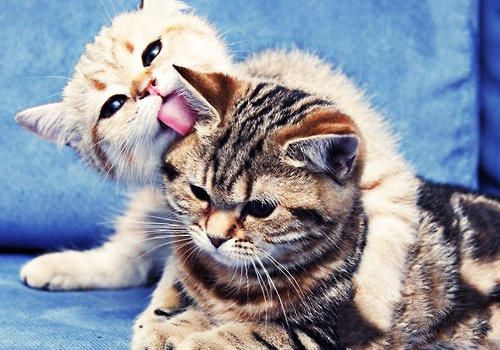 猫咪表现友好的方式有哪些