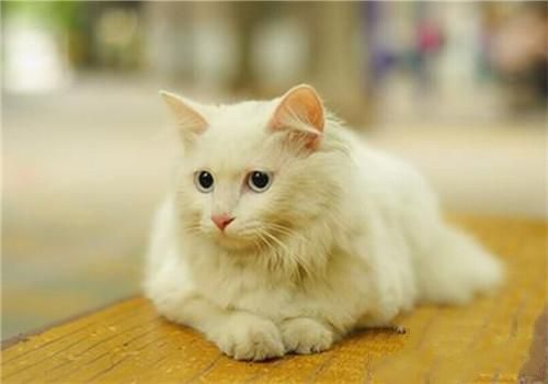 猫咪发情时都有哪些行为