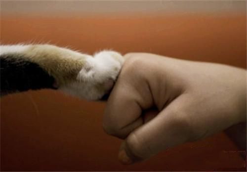 猫咪为什么喜欢把爪子缩在身体下面