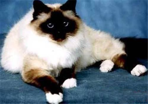 关于波曼猫毛色的美丽传说