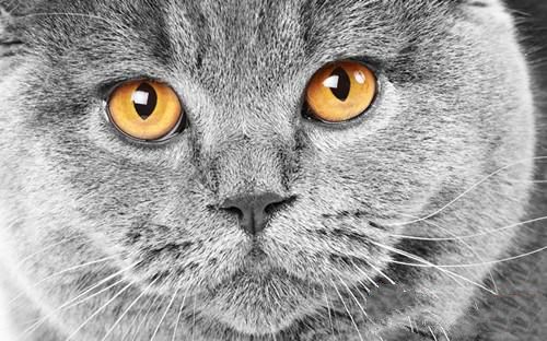 猫咪的眼睛——透视黑暗的能力