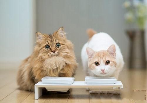 猫咪为什么会刨食盆里的猫粮
