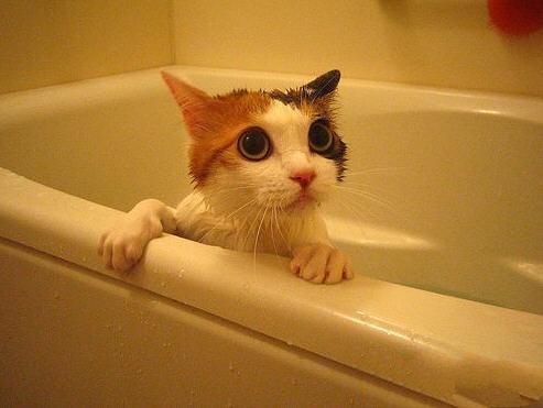 冬季给猫咪洗澡谨防感冒