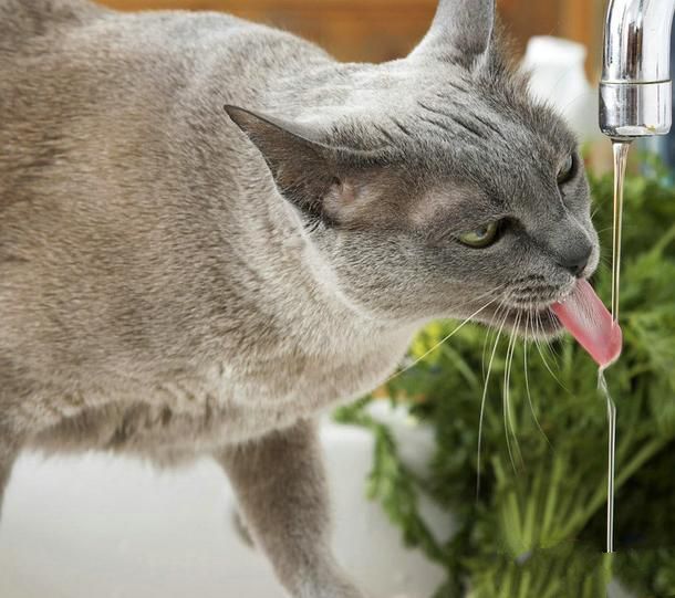 如何判断猫咪饮水量以及怎样让猫咪多喝水