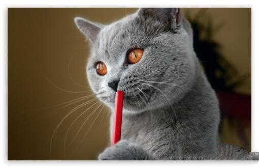 动物肝脏+胡萝卜导致猫咪中毒