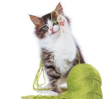 猫咪毛球形成的原因及预防措施