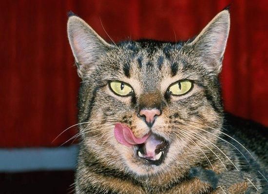 帮助猫咪除口臭的方法