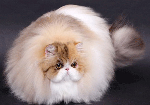 波斯猫外貌特点的介绍