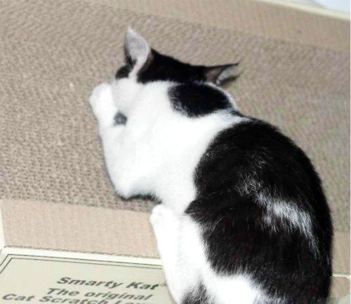 猫抓沙发太烦恼如何解决