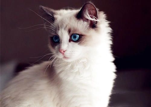 布偶猫训练必不可少 布偶猫训练必不可少