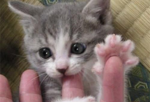 猫咪喜欢咬主人手指怎么办？