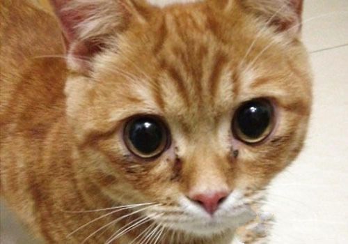 猫咪常见的先天性眼部疾病