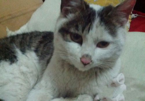 猫披衣菌肺炎的致病机理及症状