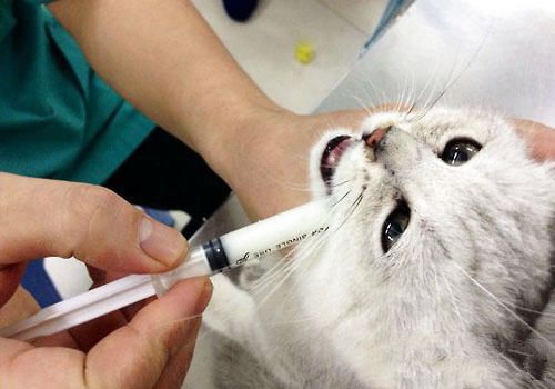 在哪些情况下猫咪不能打疫苗