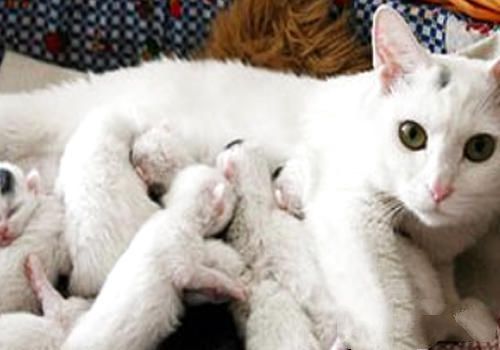 母猫的产后护理