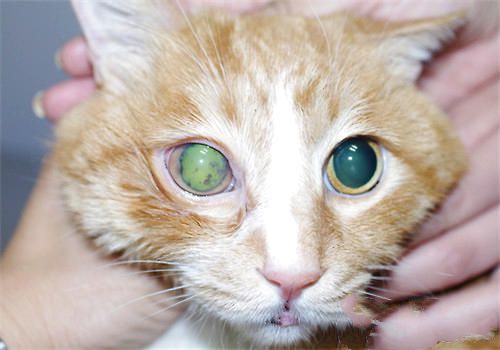 猫咪眼部疾病——青光眼