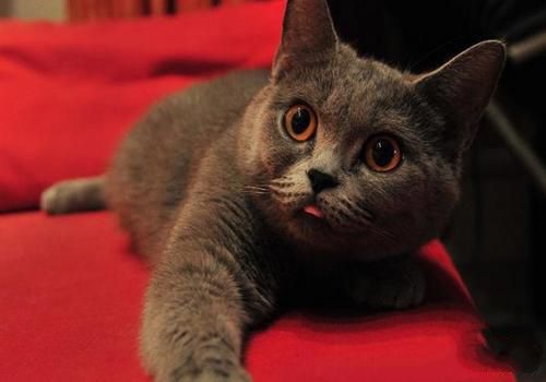 猫咪结膜炎的症状有哪些