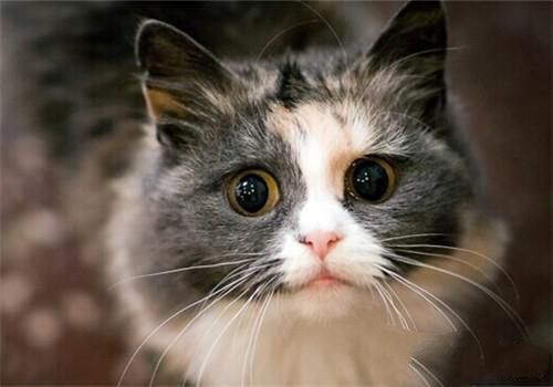 猫咪尿道炎的症状及病发表现
