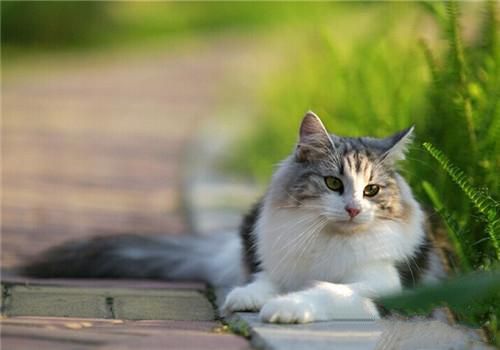 猫咪异物性肺炎的病因