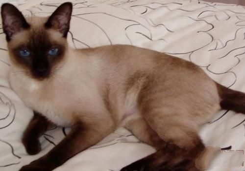 暹罗猫铜缺乏症的原因和治疗