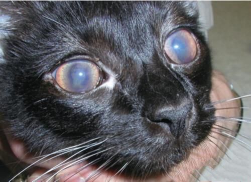猫传染性腹膜炎