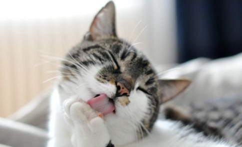 猫咪得了牙周炎该怎么办