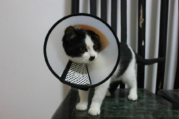 如何送受伤的猫咪去医院