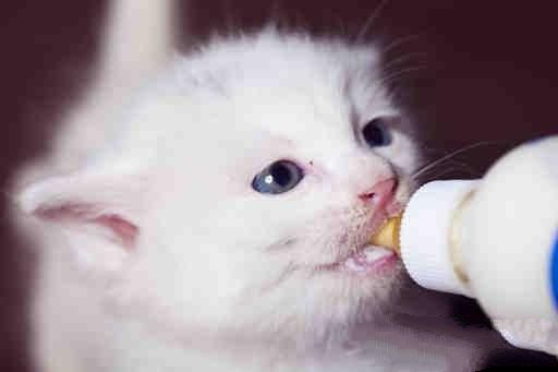 如何喂食没出乳牙的小猫
