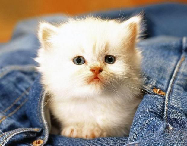 刚出生的小猫什么时候睁眼睛