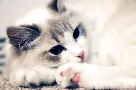 布偶猫的耳朵是白色是不是品相很好？