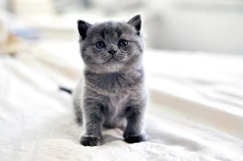 俄罗斯蓝猫多少钱一只