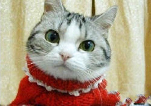 冬天了，猫咪美容打扮有讲究
