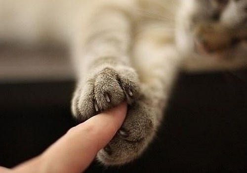 猫咪在什么样的情况下会伸爪子