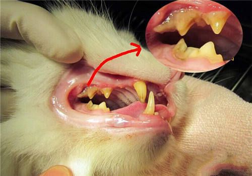猫咪洗牙的前后顺序及注意事项