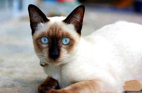 暹罗猫为什么会变色？