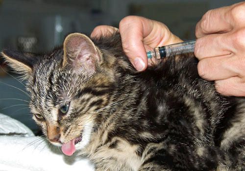 引起猫咪疫苗免疫失败的原因（一）