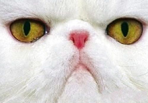 猫咪常见的眼部疾病及其治疗