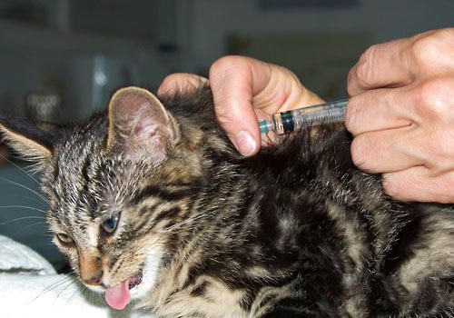 什么是猫咪的三联疫苗