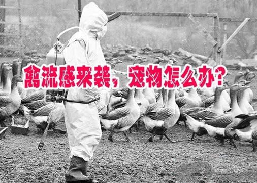H7N9禽流感来袭，宠物怎么办？