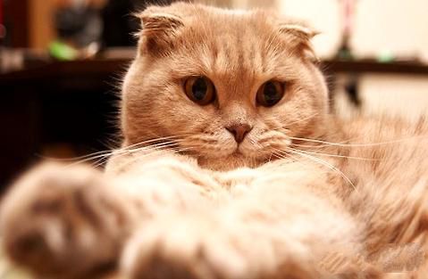 猫咪眼睛经常发炎是什么原因？