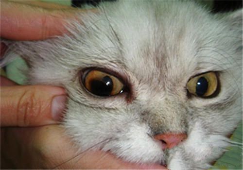 猫咪眼部疾病——青光眼
