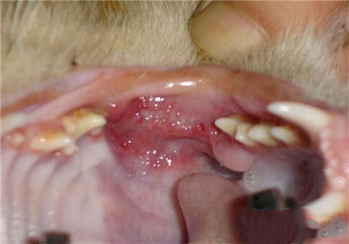 暹罗猫慢性牙龈炎的症状及治疗