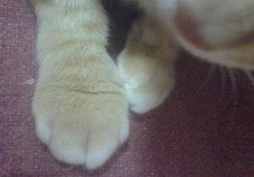 猫咪脚肿的原因有哪些
