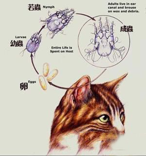 春季易引发猫咪寄生虫病